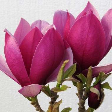 Magnolia March till Frost 05